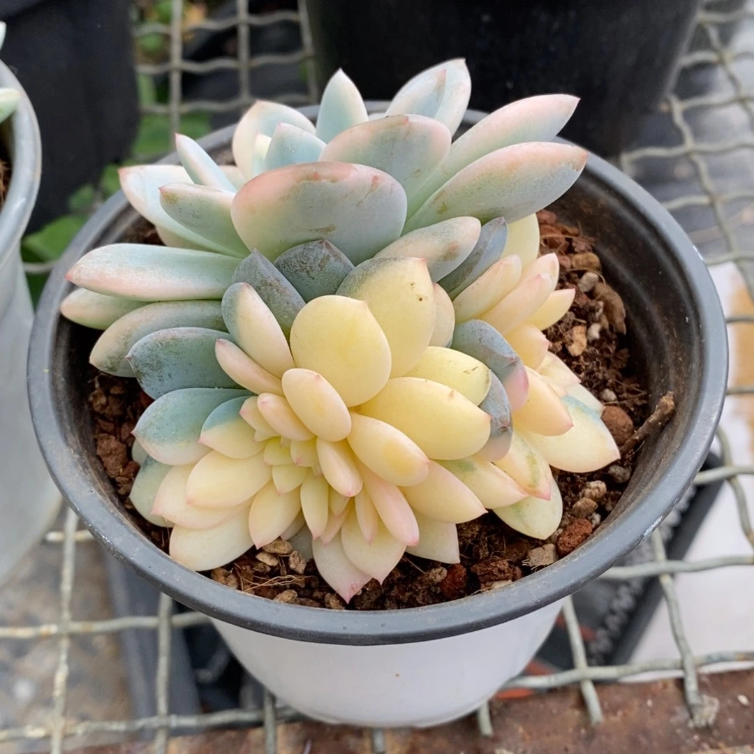 橙梦露锦缀化非偏远包邮