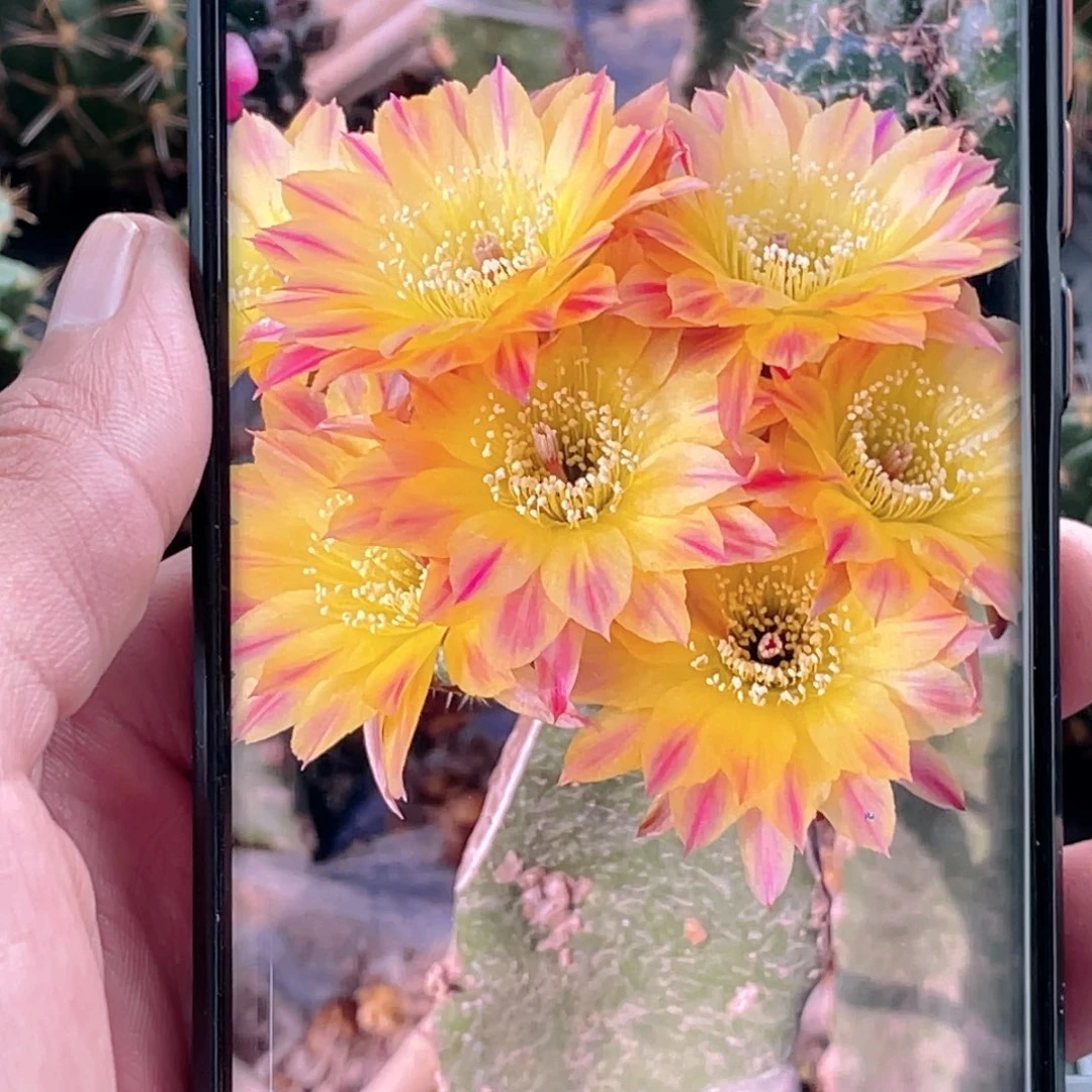 丽花 笑脸侧芽 歪 满20包邮4公分