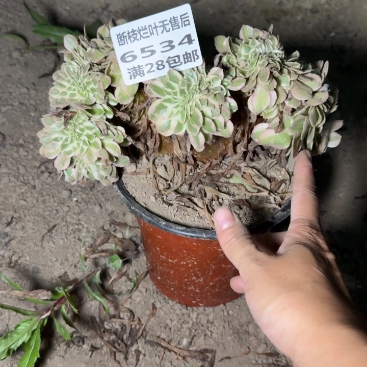 6534三号棚荔枝缀