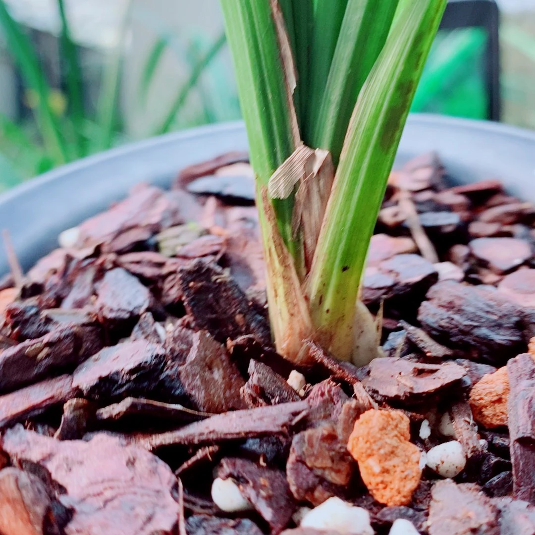 当前无花栽培后可以开花
