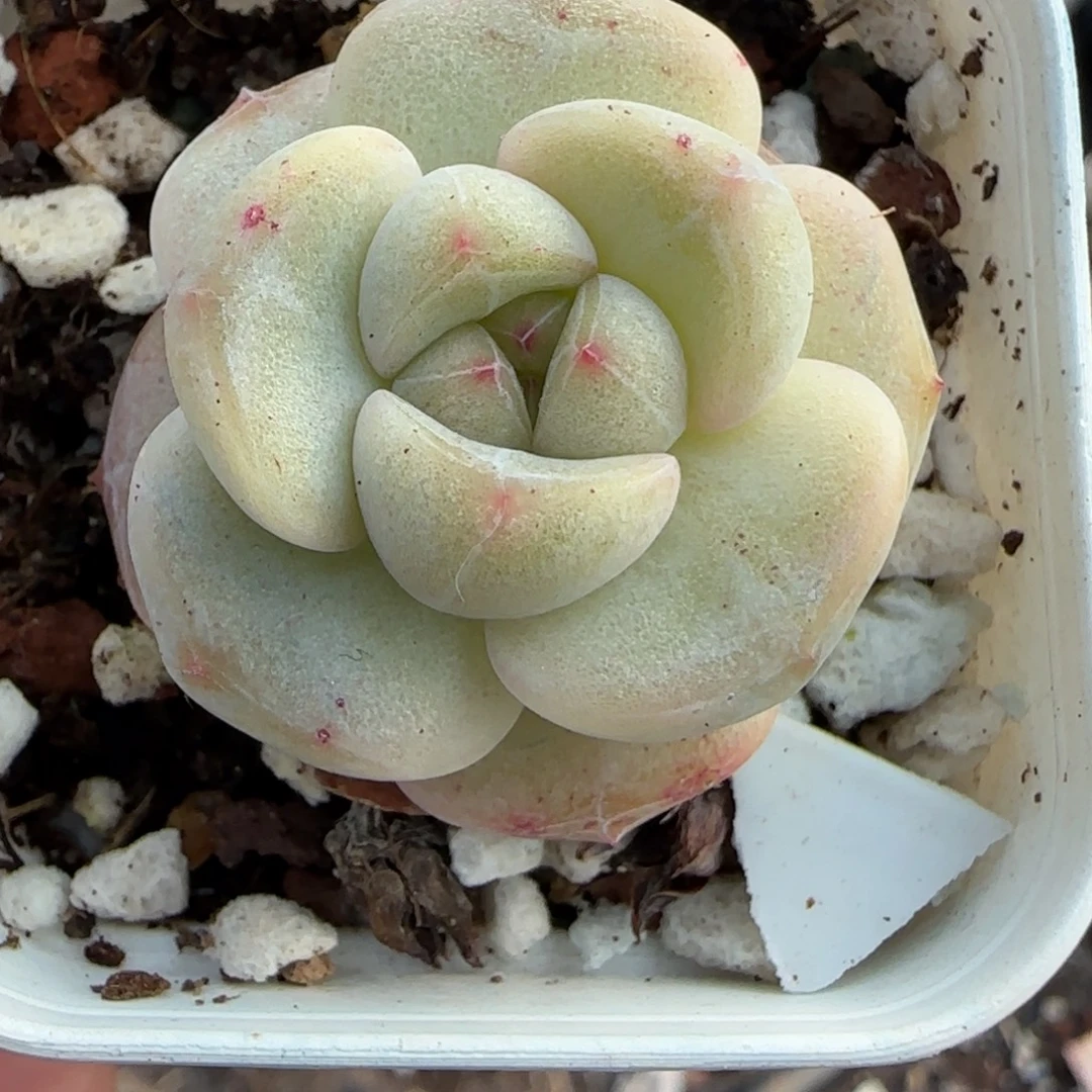 多肉小卡拉米糖心一物一拍