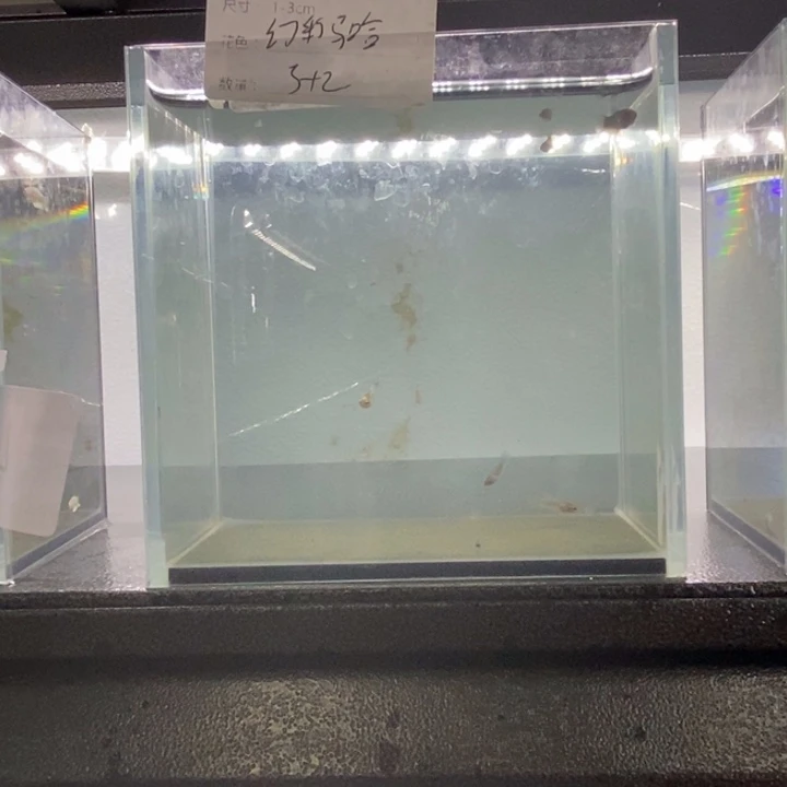 斗鱼包活不包损所见即所得508