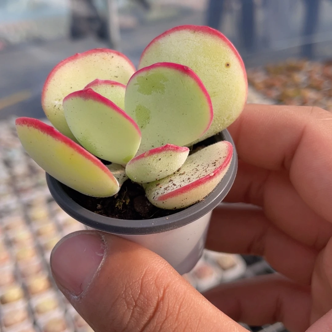 日系白眉多肉9.9包邮发货