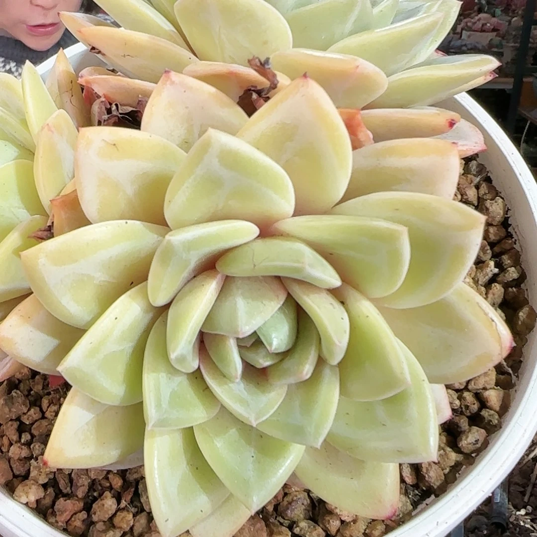 德国香槟38.8          肉