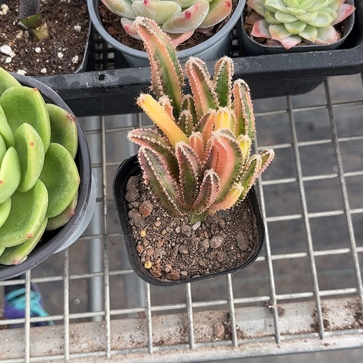 我也不知道我为什么要这样