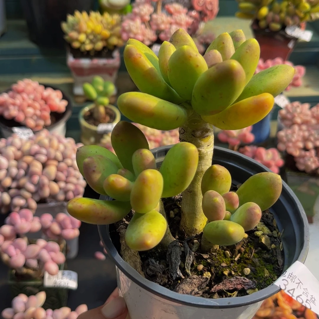3465芒果奶树8cm多肉