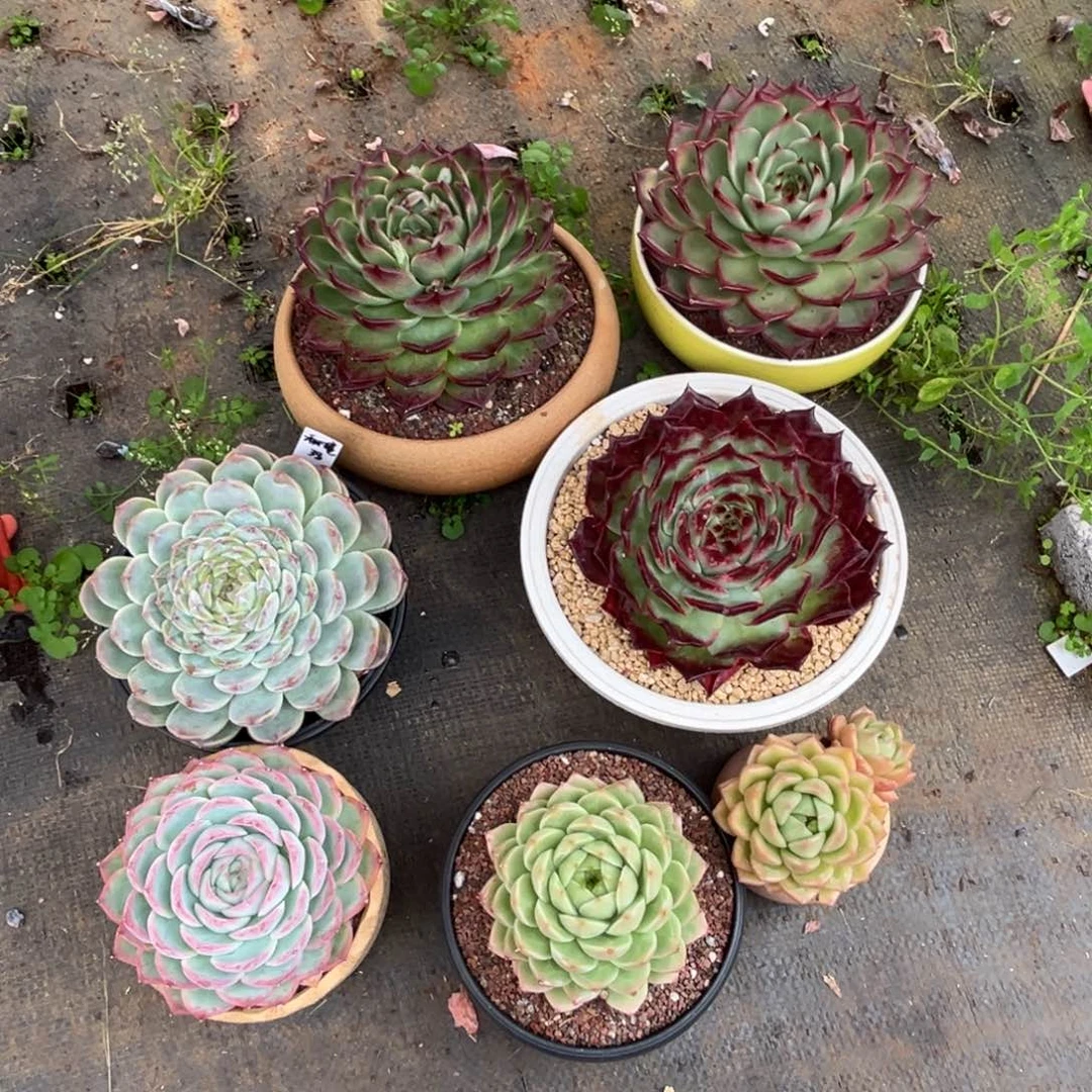 多肉植物一物一拍7颗