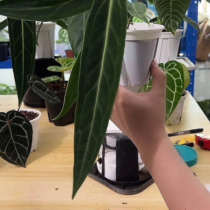 无花朵火鹤后花烛一物一拍