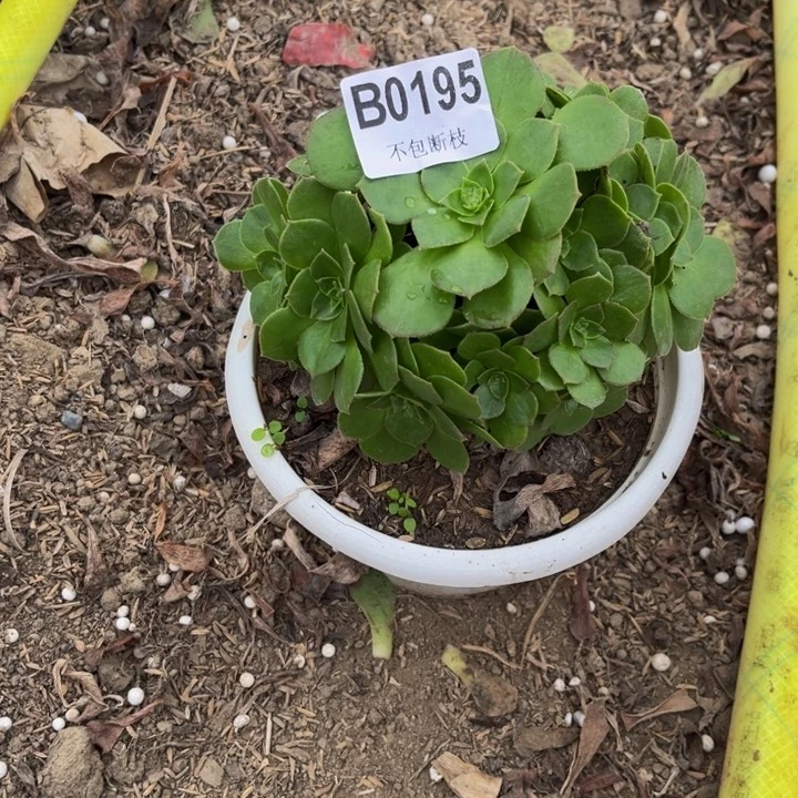 195万圣夜多肉植物不包断枝