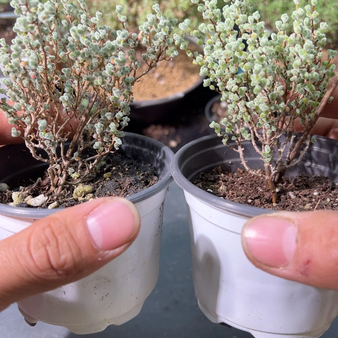 超级莱斯90杯老桩福利