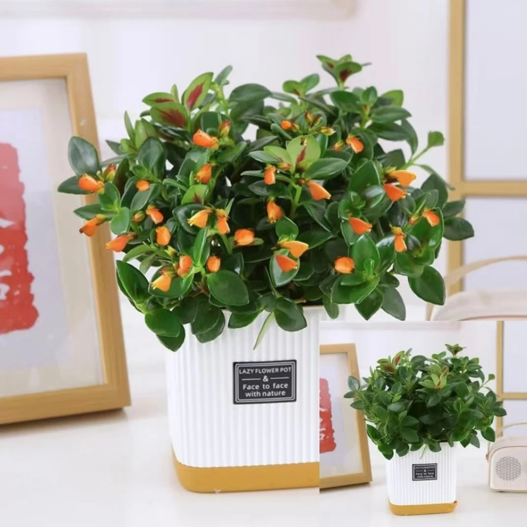 补贴价【带白盆金鱼吊兰】盆栽花卉植物室厅阳台桌面四季开花好养