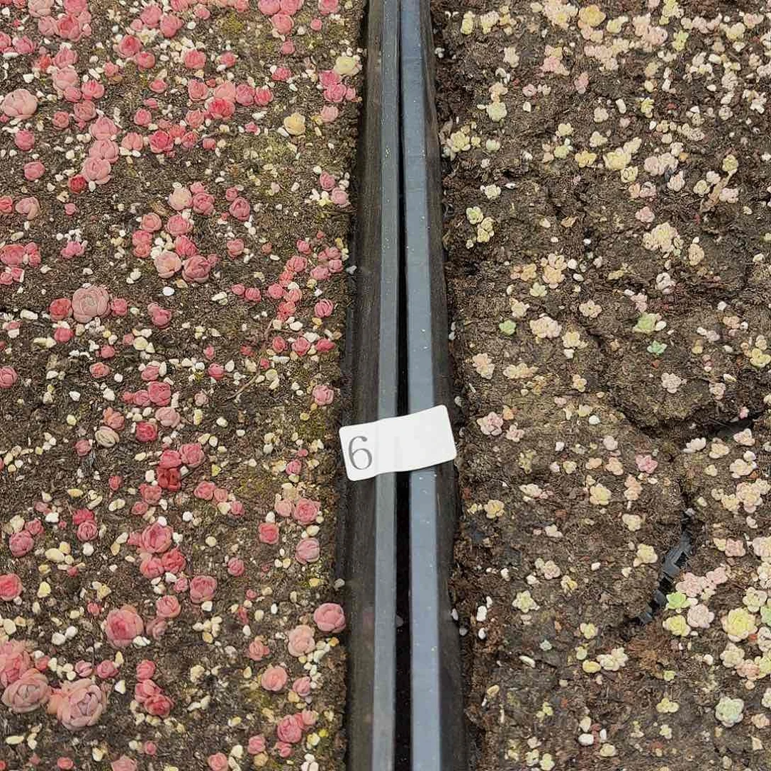 多肉植物多肉植物6