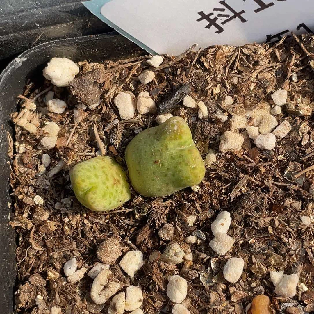 19-52斑马多肉植物