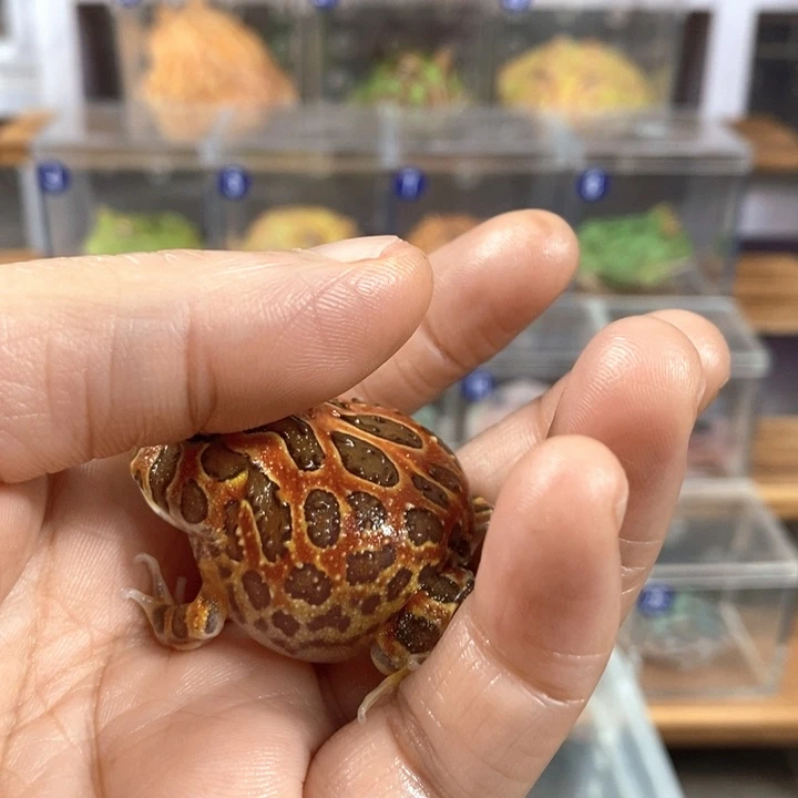 没***天角蛙476号全红钟角