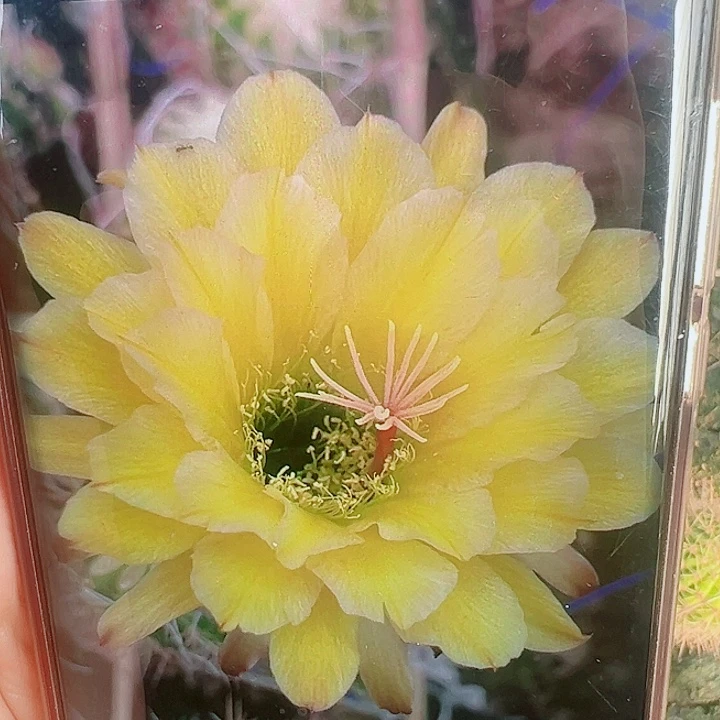 毛花柱法一带根    15公分左右