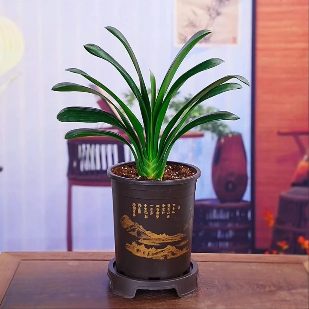 【补贴款】8-10片叶君子兰盆栽室内办公室花卉植物好养当年开花绿植