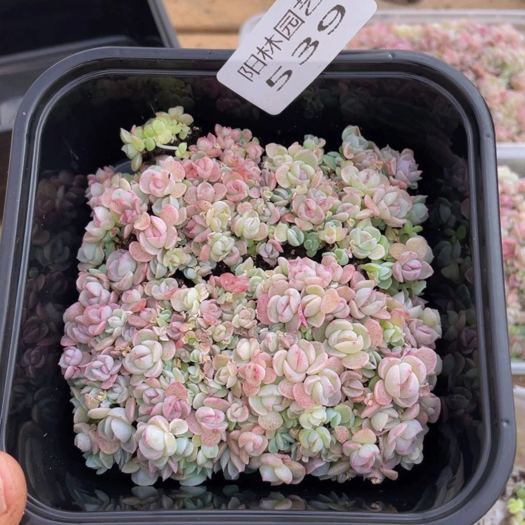 十****岁多肉植物多肉植物539