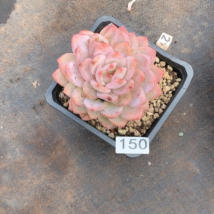 150橙子一物一拍多肉