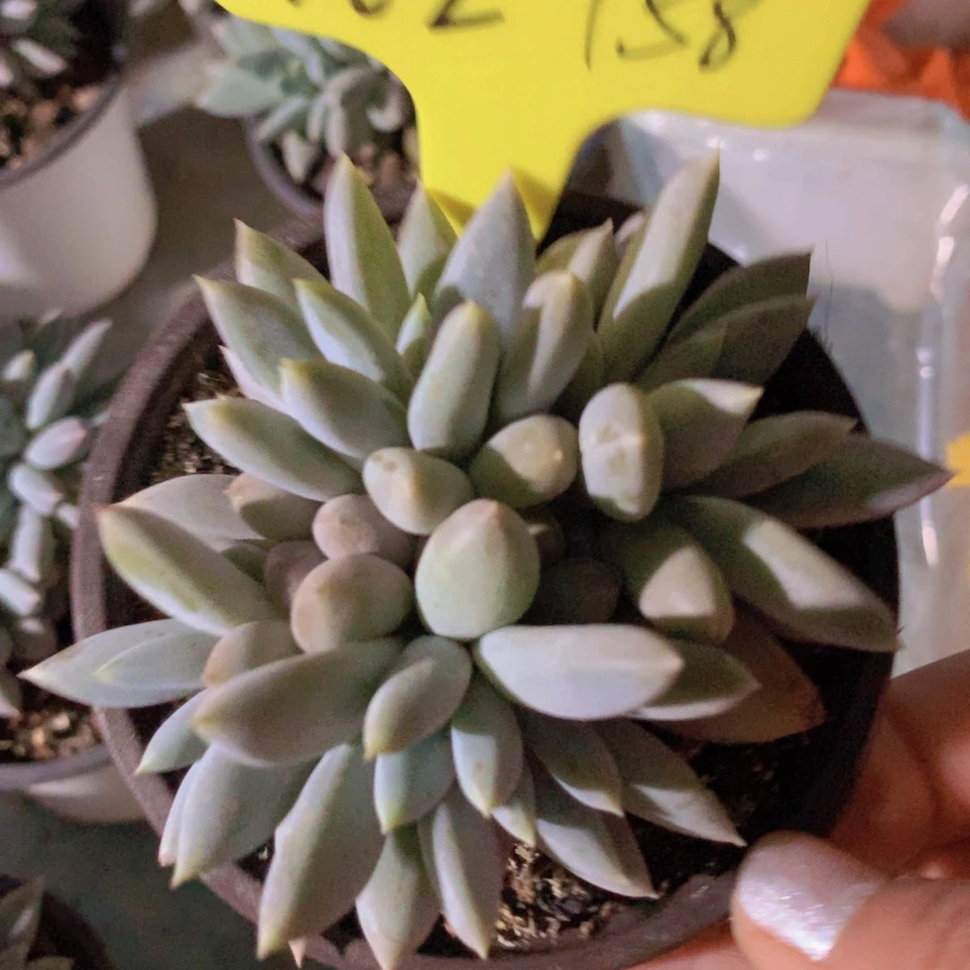 我家的小可爱们都好可爱啊哈哈哈