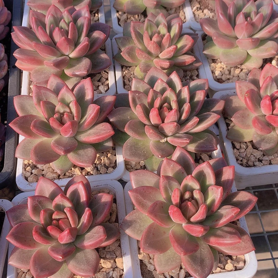 迷雾泡泡3567889900000000