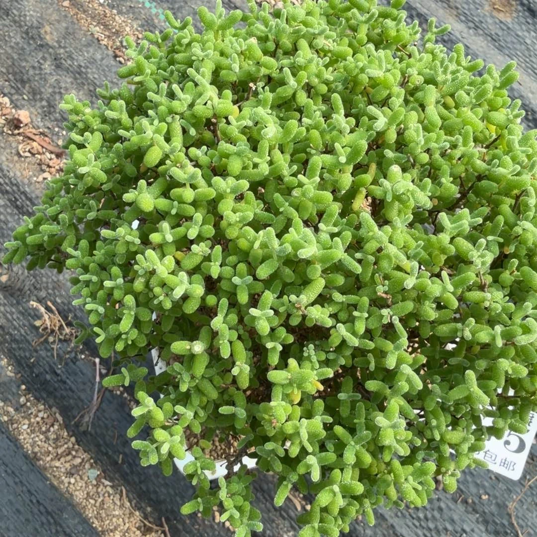 用***9呆呆熊枝干番杏275