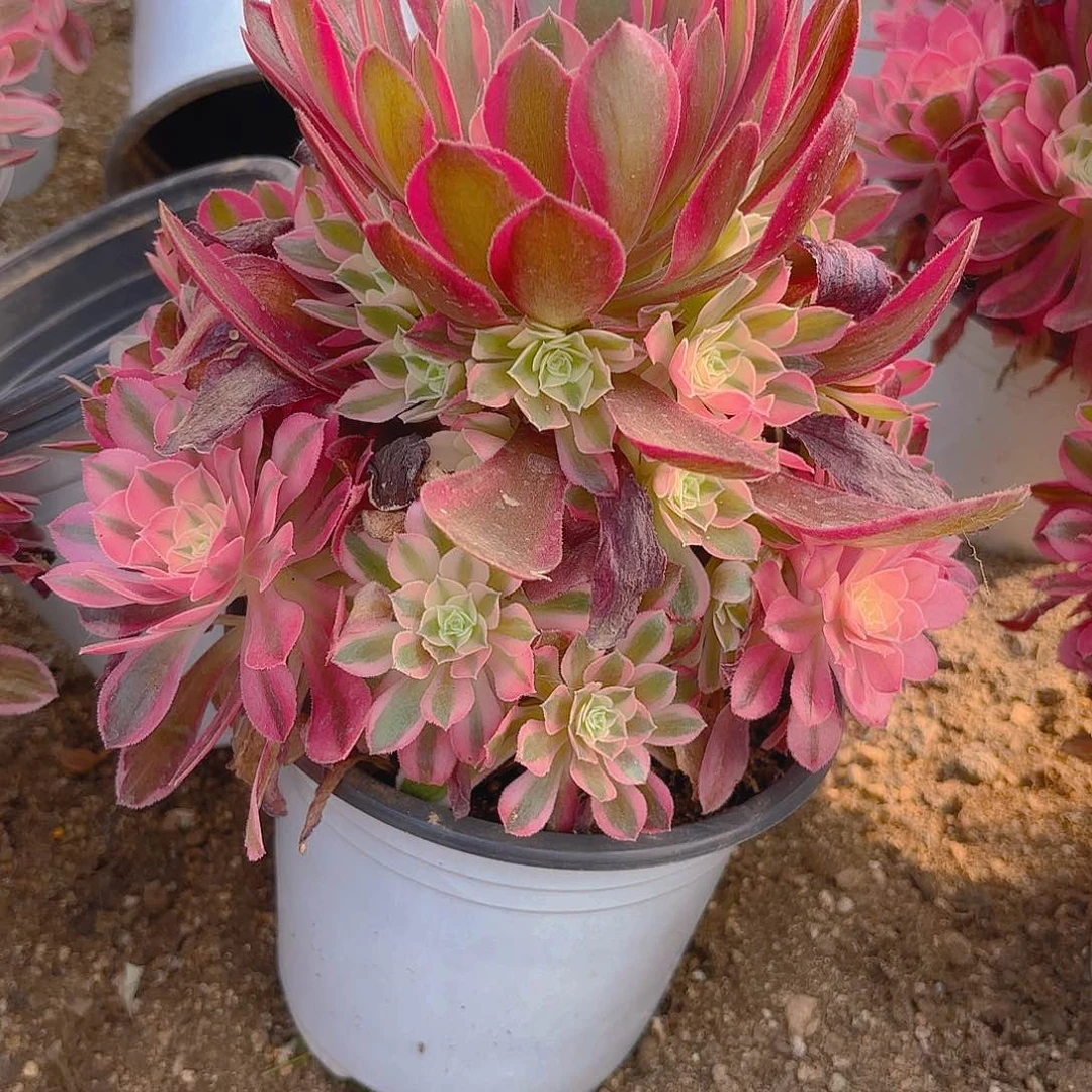 女巫多肉植物四号