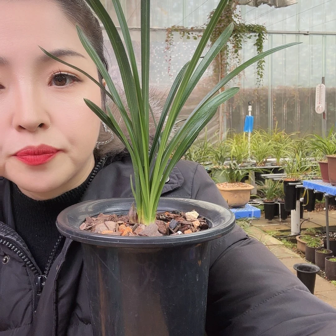全部花苞晟****影绿云带花