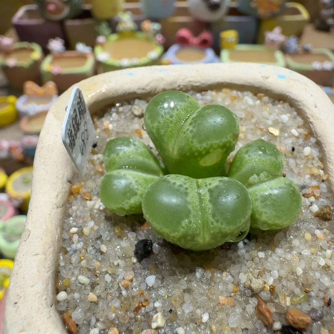 蘑菇1061绿眼睛风铃多肉植物