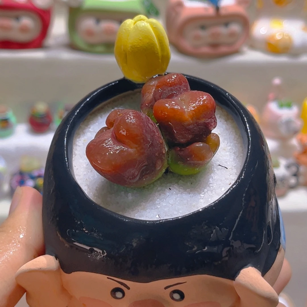 136五头毛汉尼带盆带土