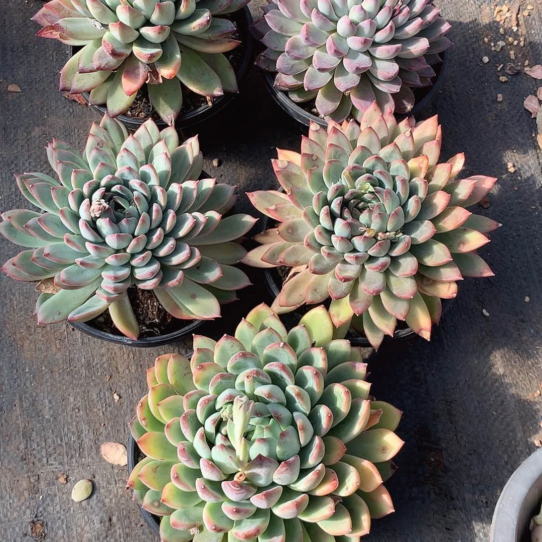 大单头陨石9.9米 一颗 年底福利