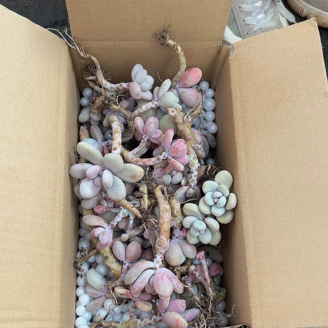 小老庄桃蛋装箱。