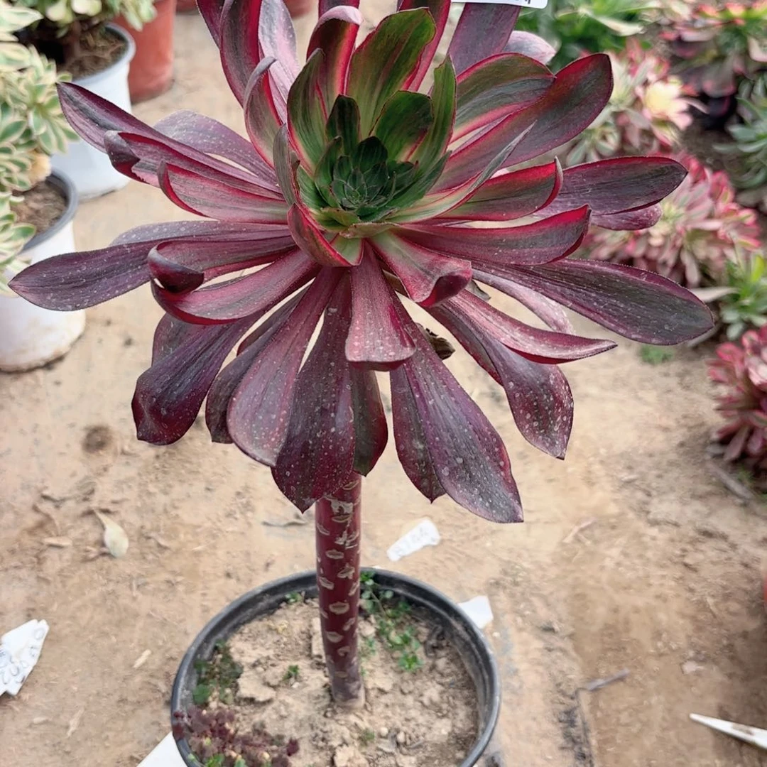 A. 9076火风。多肉