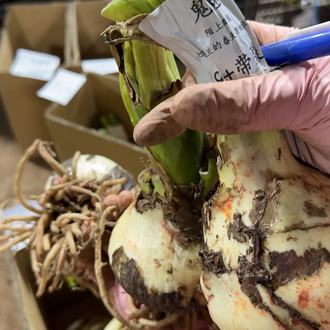 鬼魅9+残次不包养护