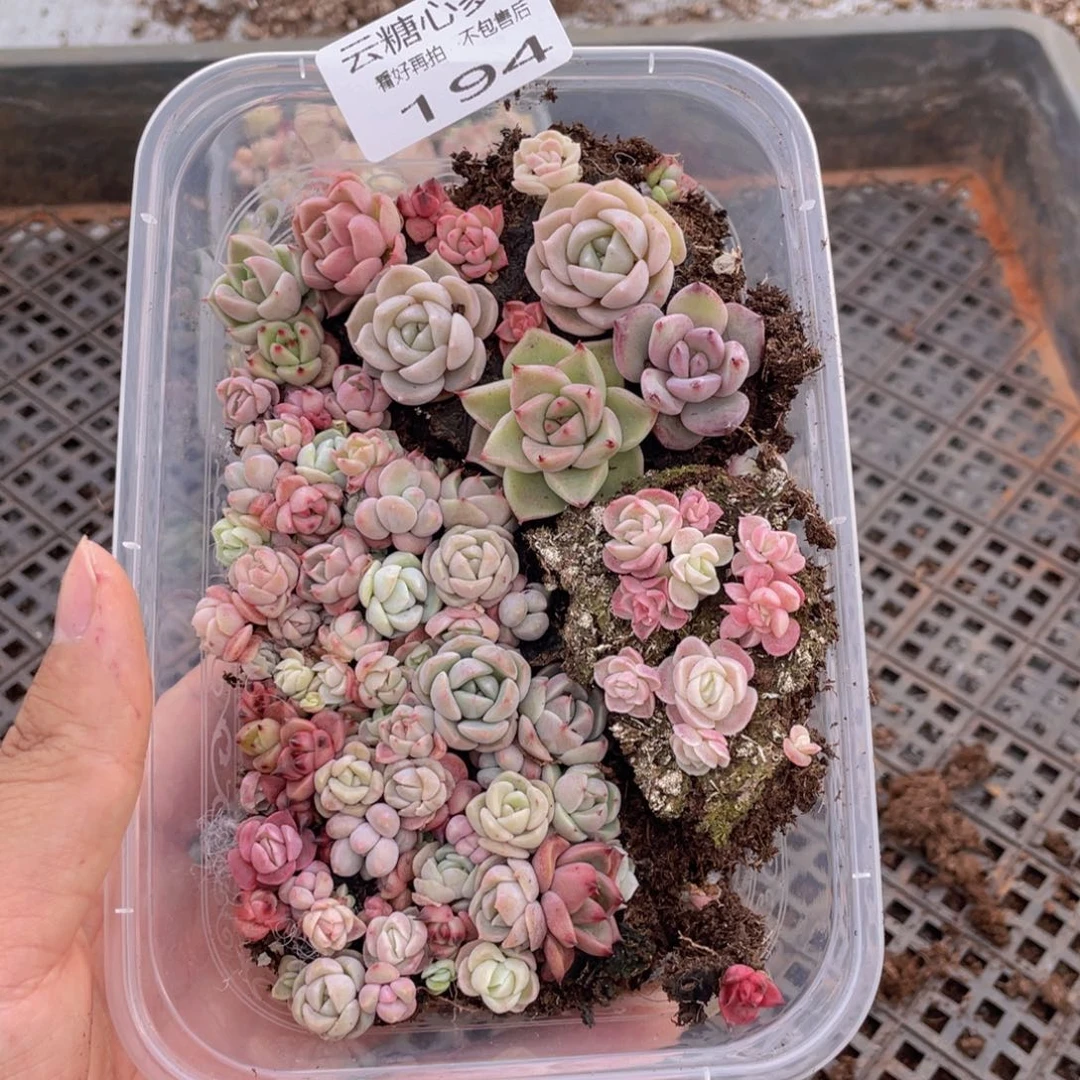 云糖心多肉植物194
