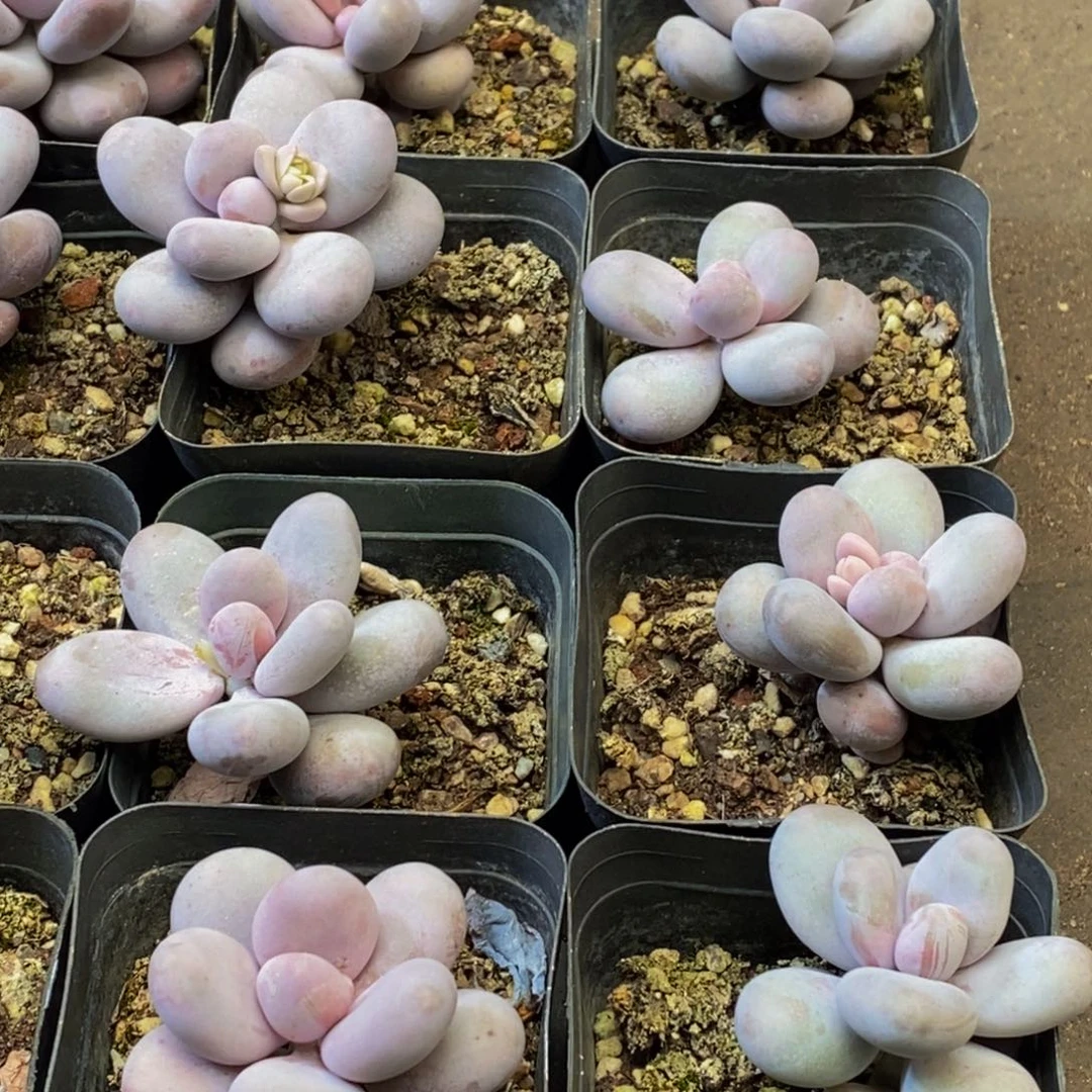 840多肉植物保护研究所所长助理