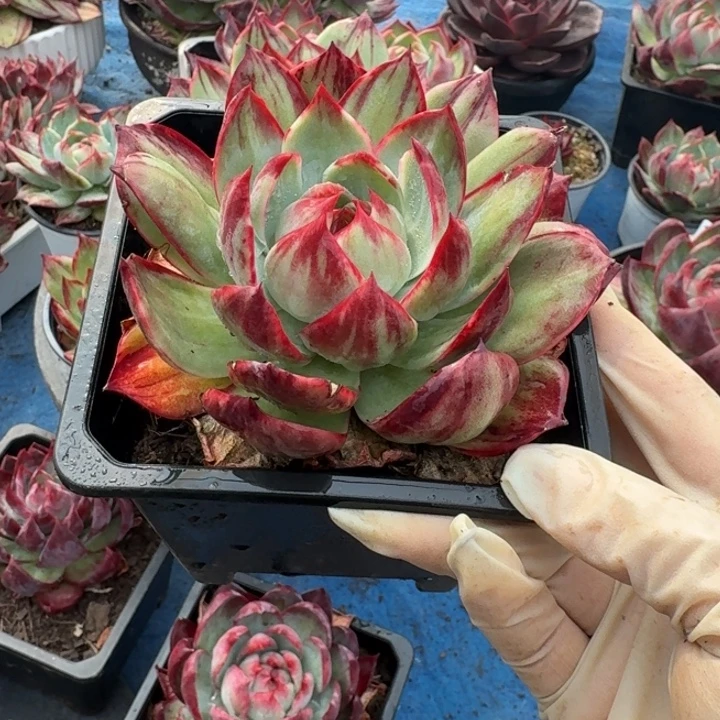 惊鸿仙子量拍拉丝 10 公分左右
