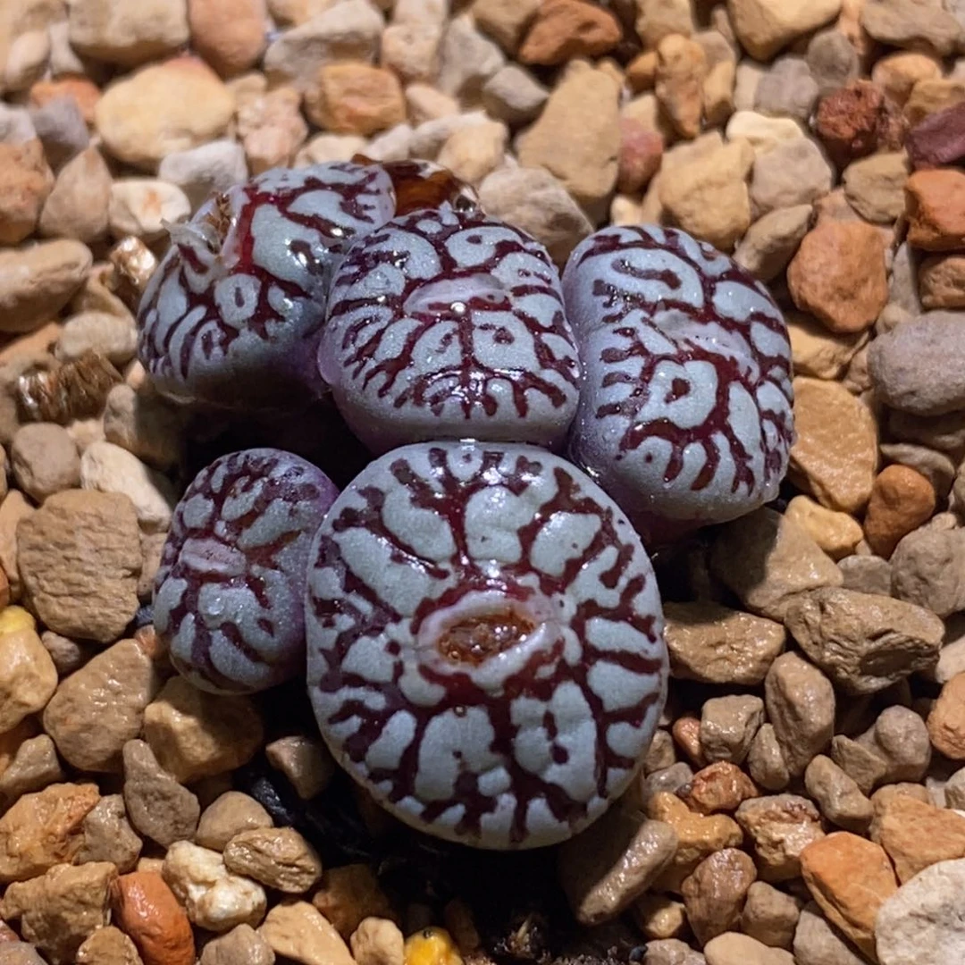 粗连纹 墨粗连纹 墨