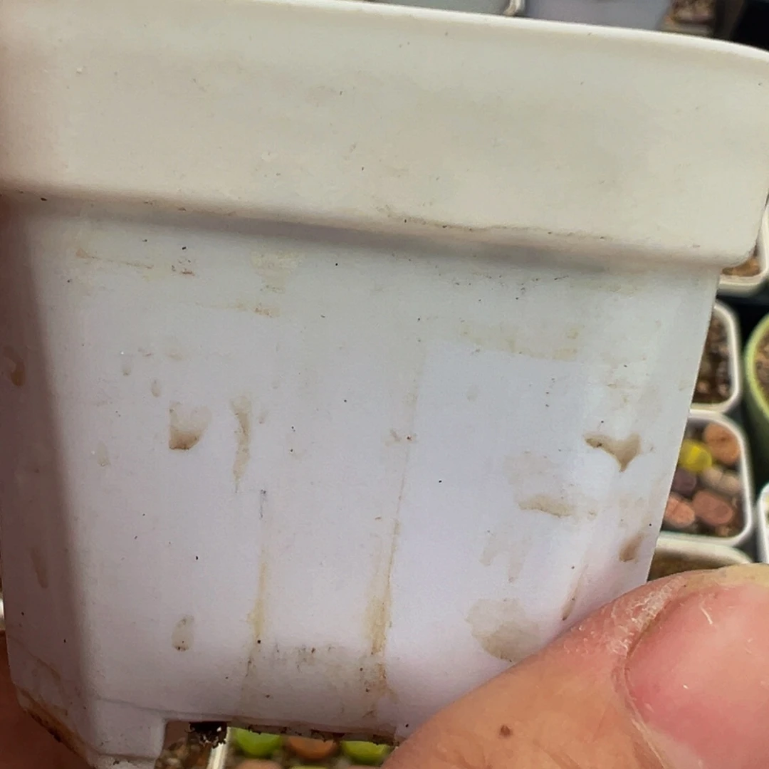 喵***儿多肉植物百科2258