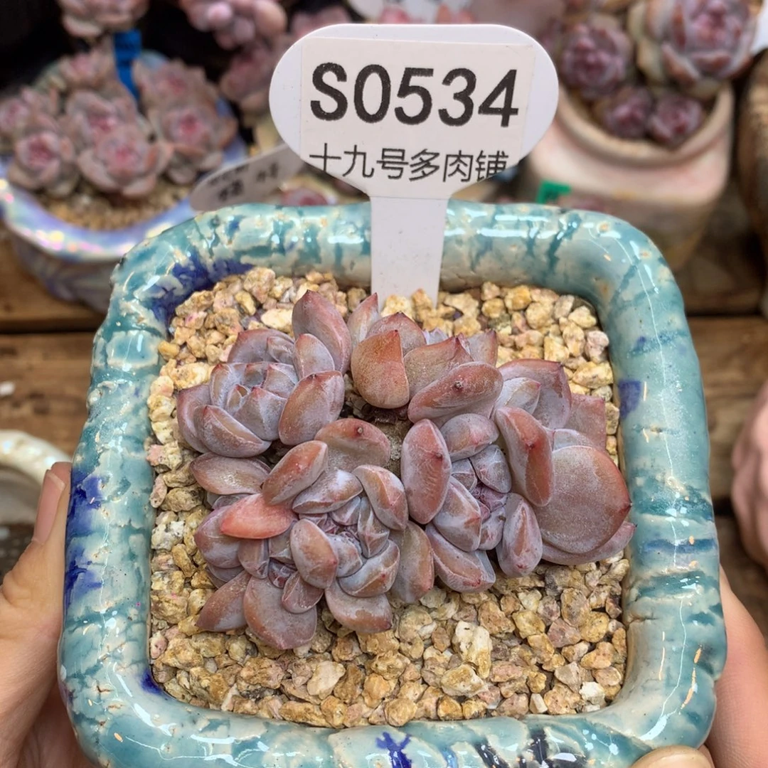 S0534 星影小脸7头 福利