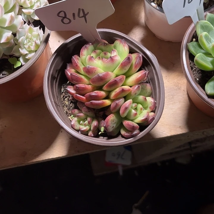 L***Y0000000000000000000814