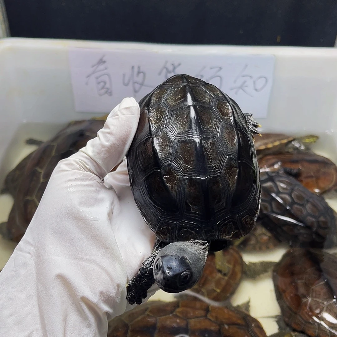 用***5中华草龟公123456899