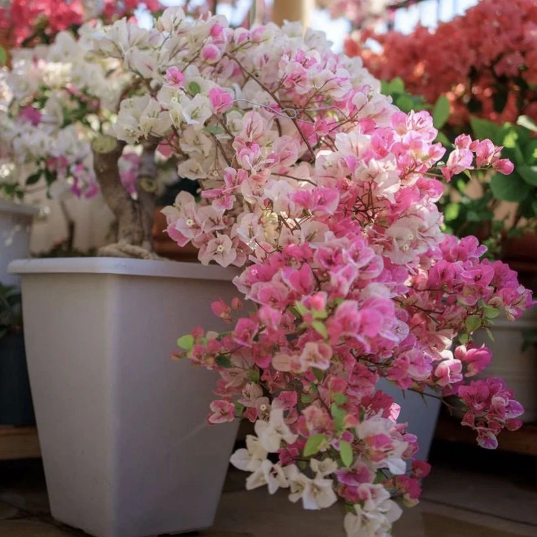 带盆(广红樱)加仑盆发货包对版精品好活不带花 四季开花 千梅园