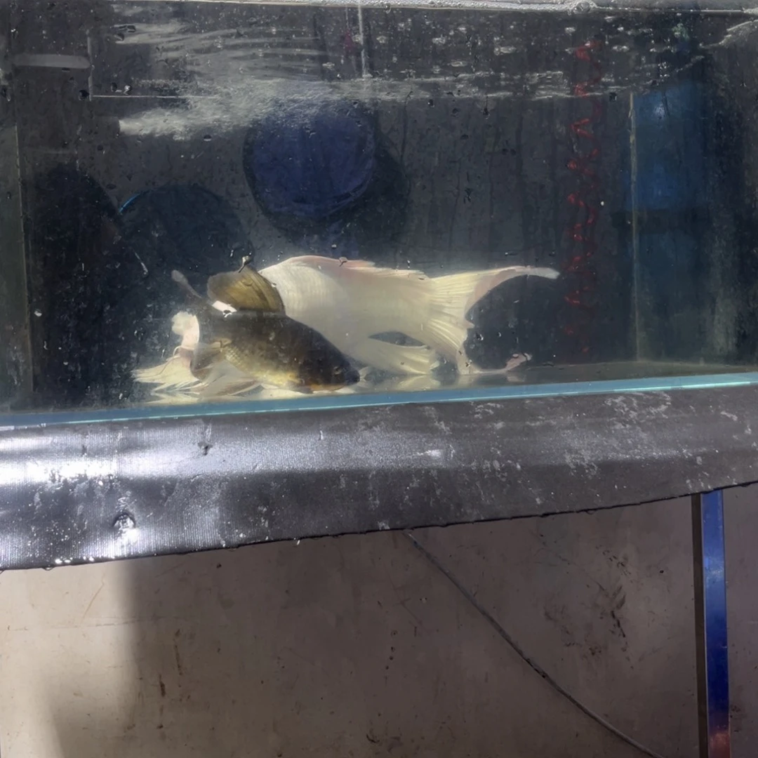 海水鱼淡水养殖基地116