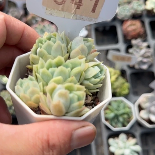 541冰片锦一物一拍多肉