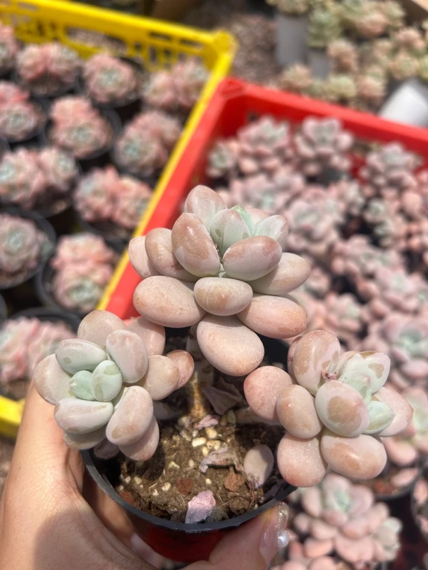 多肉 新品雪花洛神 三头起 6-8厘米 凑单不包邮
