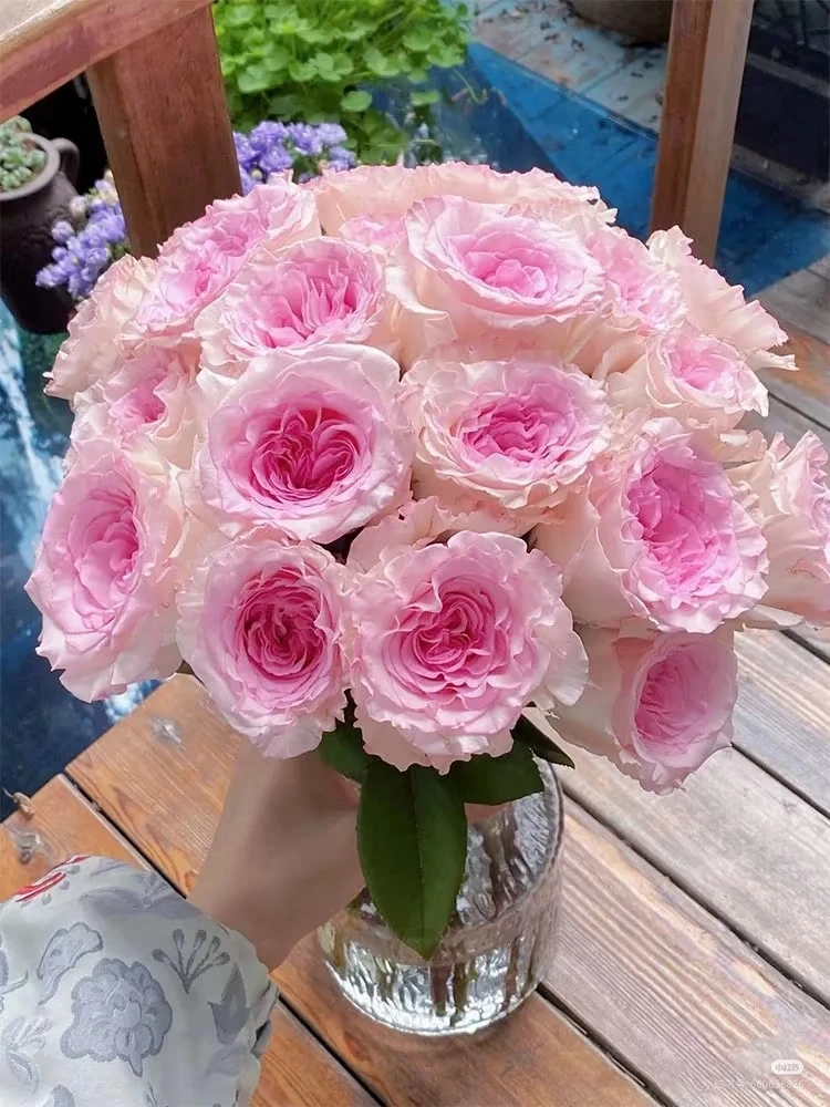 洛神单头玫瑰鲜月季适合阳台庭院栽种