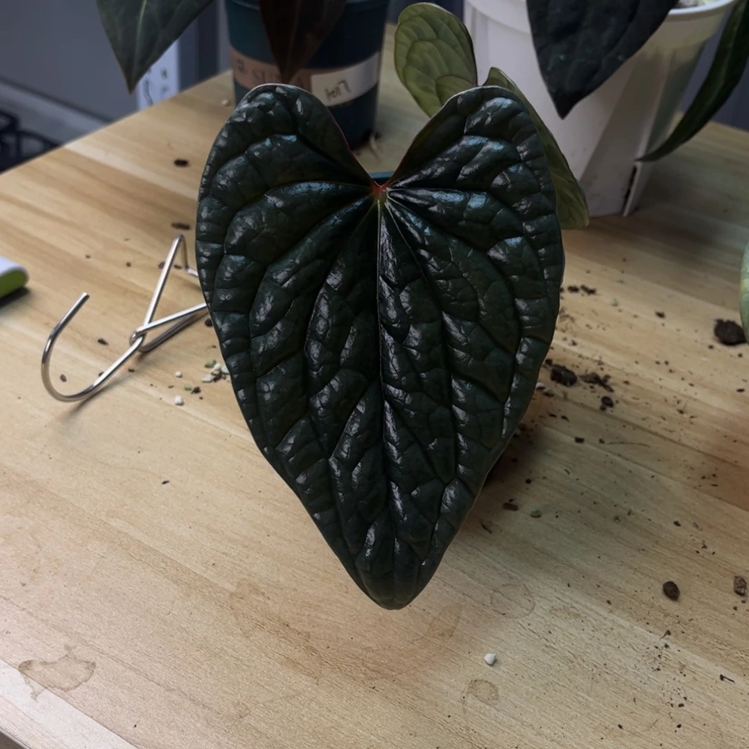 无花朵奢华侧芽（666