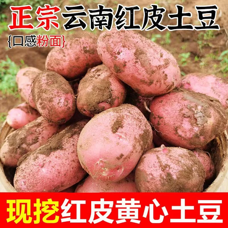 云南红皮土豆高山露天种植正宗红皮黄心土豆马铃薯粉糯香面