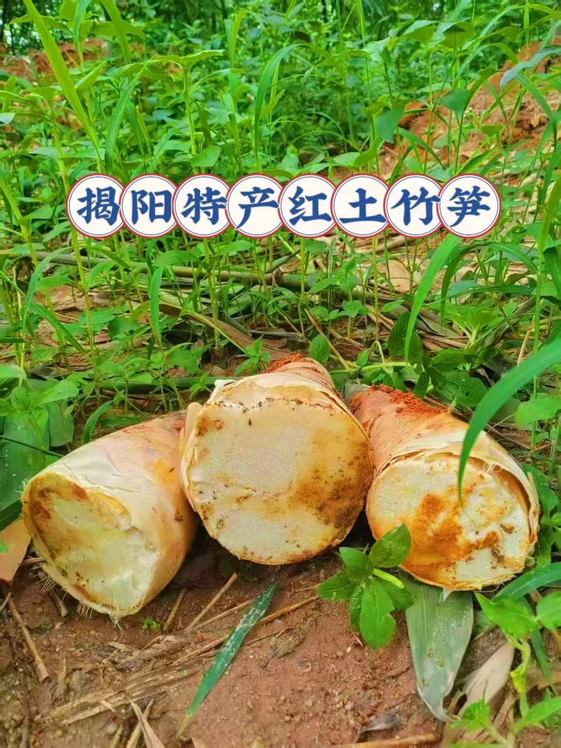 揭阳新鲜鲜甜食用竹笋可煲汤自家现挖现发产地直发