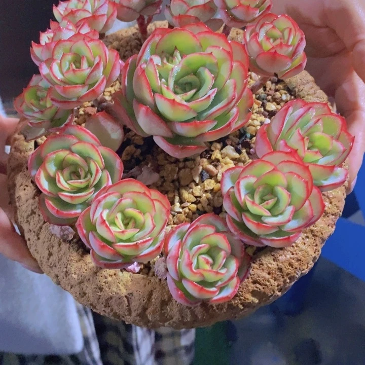决多肉植物和植物